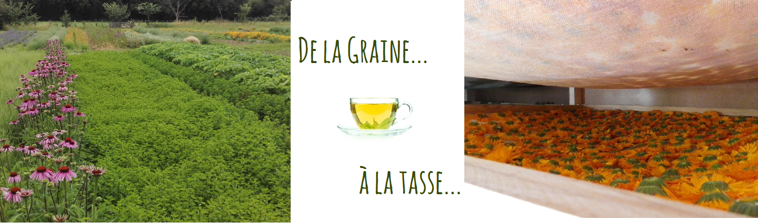 De la graine à la tasse